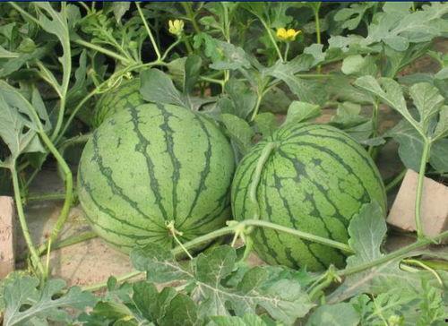 南和网红吃瓜事件