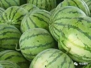 周末可以吃瓜吗