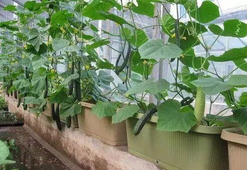 站在阳台吃瓜,闲适生活的一角