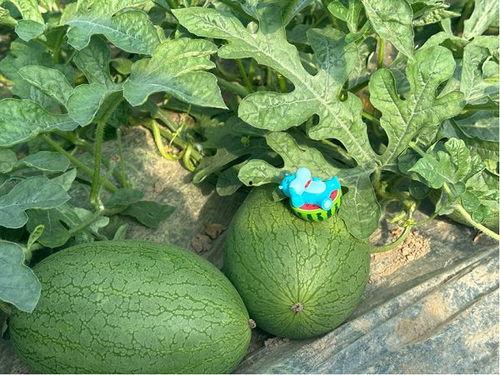 吃瓜的上海,吃瓜群众的美食之旅