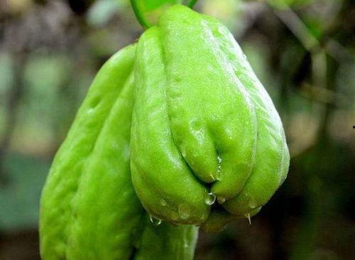 吃佛手瓜提高孩子智力,天然益智美食推荐”