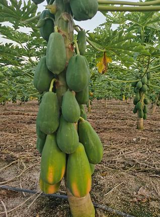 200万粉丝福利吃瓜