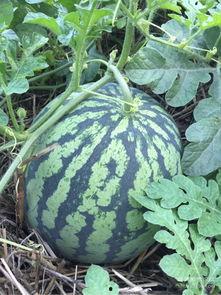 吃鲜瓜,尽享清凉美味时光