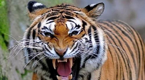 猛虎最新吃瓜视频,揭秘娱乐圈幕后真相