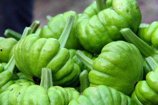 姜柄瓜怎么吃,探索美味与健康的完美结合