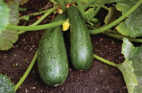 秋天是吃果还是吃瓜,品果还是尝瓜，秋季美食大比拼