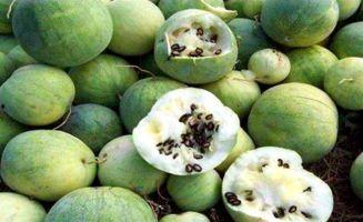 山河令导游吃瓜