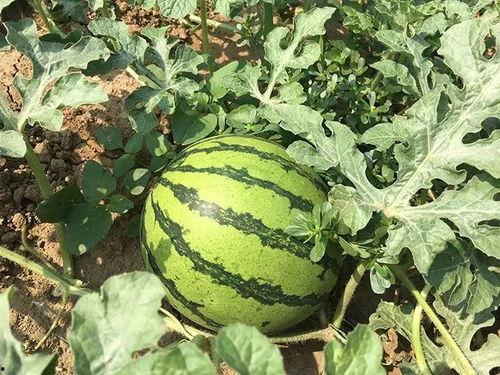 吃瓜非常炸裂,事件现场炸裂，真相令人震惊！