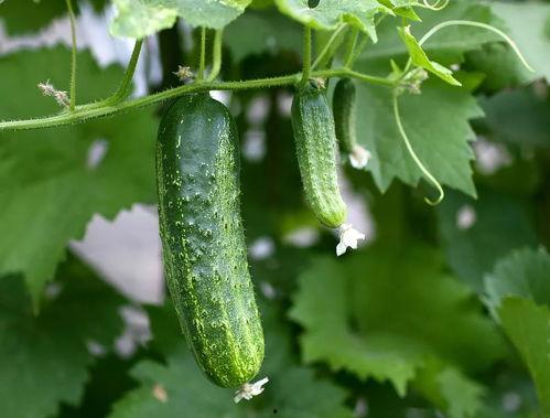 吃瓜群推荐,揭秘娱乐圈幕后真相