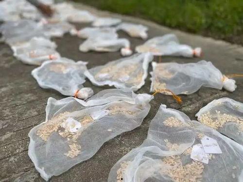 男博士加班吃瓜,揭秘职场“吃瓜”文化现象