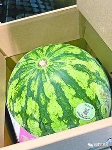 武子吃瓜,揭秘娱乐圈幕后故事