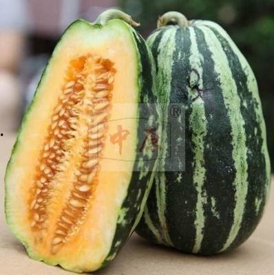 建设路吃瓜,瓜田里的市井百态