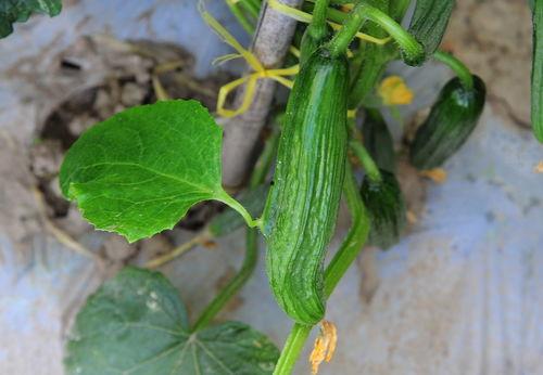 瓜沾着吃,尽享沾食之美