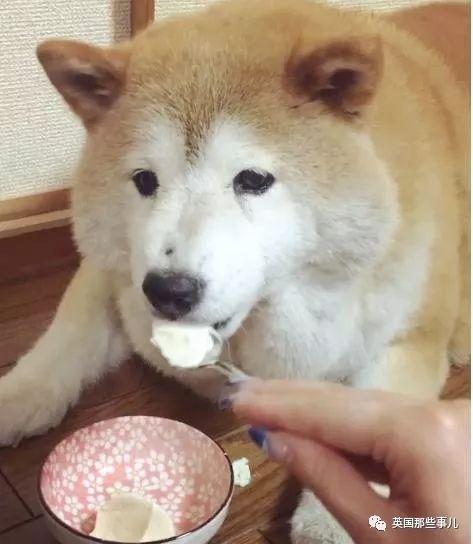 柴犬可以吃羊角蜜瓜吗,美味与健康的双重享受