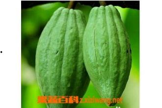 单乳瓜怎么吃,解锁美味新体验