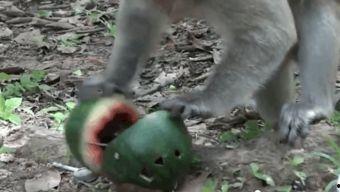 猴王吃瓜带拼音,趣味横生的拼音之旅