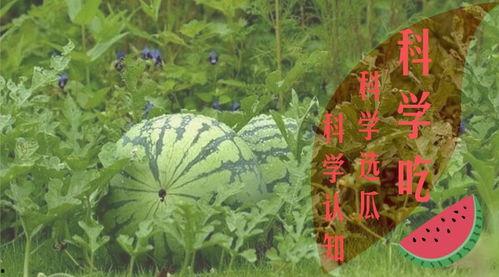 吃瓜群众在夏天,揭秘吃瓜群众的清凉夏日生活