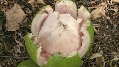 武汉公园吃瓜,街头巷尾的悠闲时光