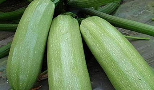 6月9号吃瓜,一场吃瓜盛宴背后的故事