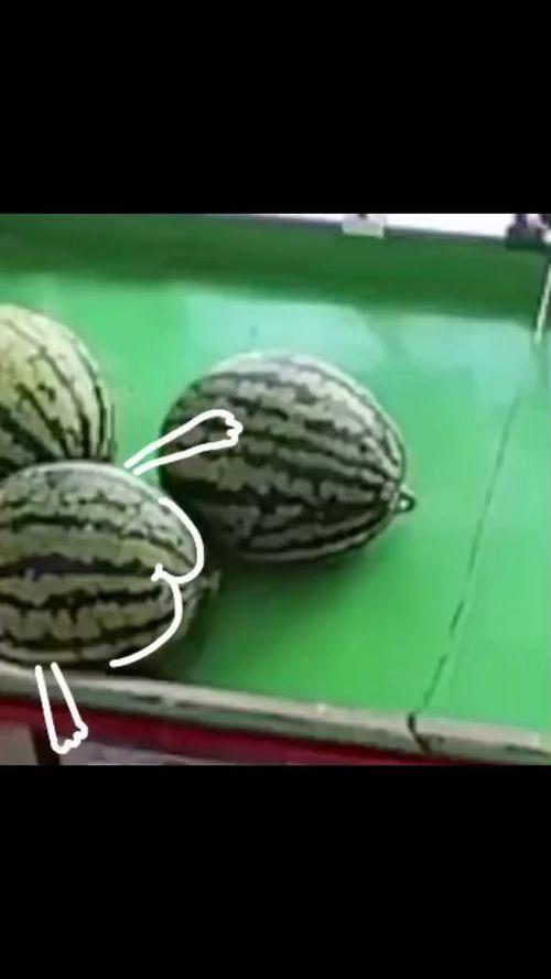 吃瓜手呢,网络热词背后的文化现象