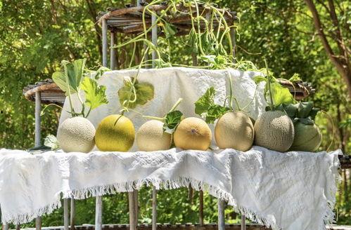 吃瓜网站zip,带你走进网络八卦的神秘世界