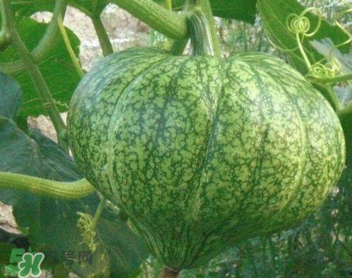 种的瓜几个月可以吃不,种植瓜果的收获期速览