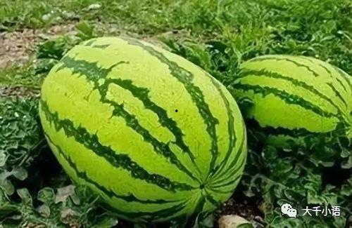 瓜都是在哪吃,探寻瓜类美食的多样食趣