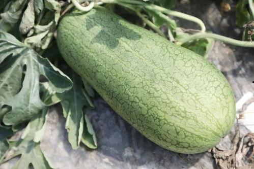 瓜都是在哪吃,探寻瓜类美食的多样食趣