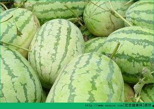 早上吃梨瓜,开启健康活力新一天