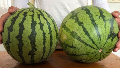 瓜地中偷瓜吃,一场欢乐的夏日冒险