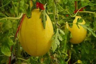 全新吃瓜群,网络热议背后的真相与趣味