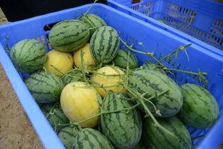 全新吃瓜群,网络热议背后的真相与趣味