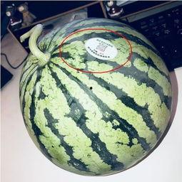 姜堰网红吃瓜,揭秘网络红人的幕后故事