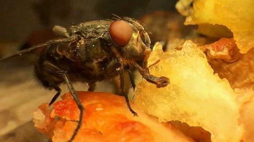 吃瓜苍蝇图,揭秘娱乐圈的“小透明”生存法则