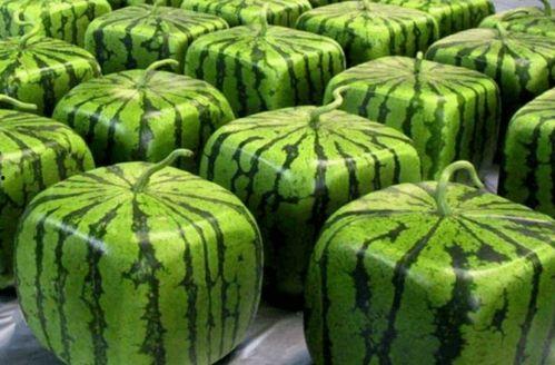 许昌吃瓜关联哪里,揭秘地方特色美食背后的文化传承