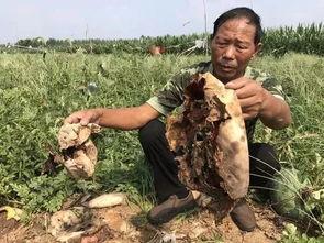 近期文安热门吃瓜事件,揭秘近期热门吃瓜事件背后的真相