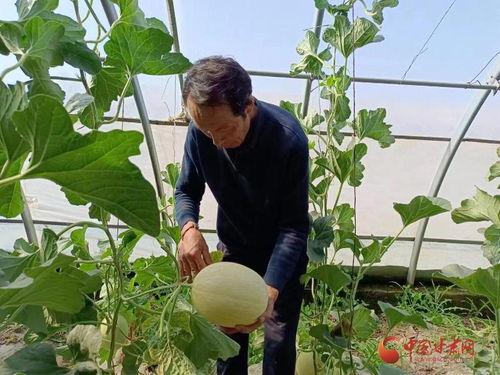 大棚蜜瓜怎么吃,解锁夏日清新口感