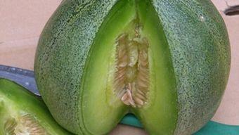 绿宝瓜可以吃吗,美味与健康的双重享受