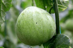 绿宝瓜可以吃吗,美味与健康的双重享受