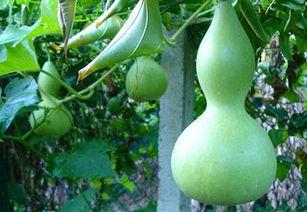 秋季吃蒲瓜好吗