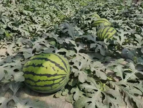 寿光顶楼吃瓜事件,一场意外引发的邻里纠纷与反思