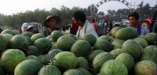 直播间吃的瓜是什么瓜,那些让人垂涎欲滴的“瓜”