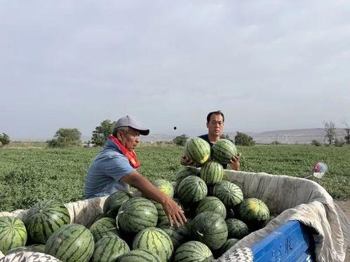 杜集吃瓜,揭秘娱乐圈的甜蜜与苦涩