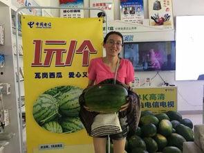 驻马店吃瓜基地,夏日消暑新去处，瓜果飘香乐翻天