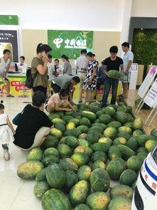 驻马店吃瓜基地,夏日消暑新去处，瓜果飘香乐翻天