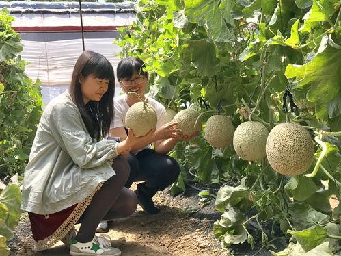 梦见别人分田瓜吃,共赏分田瓜果的和谐寓言