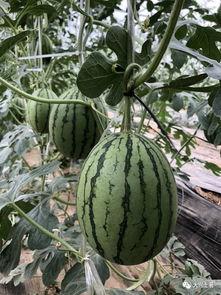 江西大网红吃瓜,揭秘网络红人的幕后故事