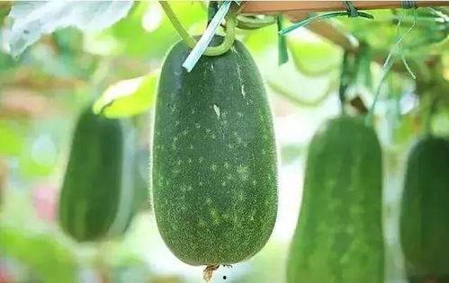 福宝吃瓜趣事,娱乐圈的甜蜜“瓜田”