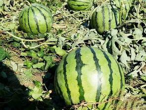 黄金学院烟台吃瓜,一场别开生面的校园“吃瓜”盛宴