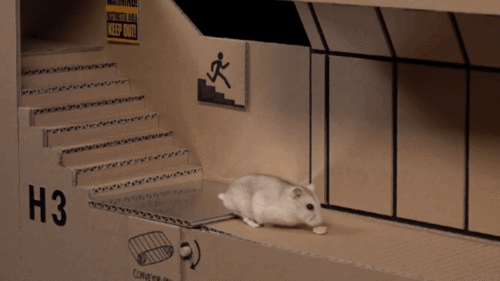 仓鼠管不管吃瓜